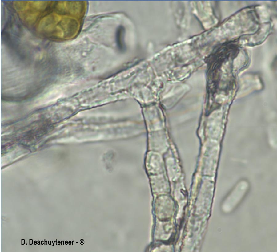 Golovinomyces orontii